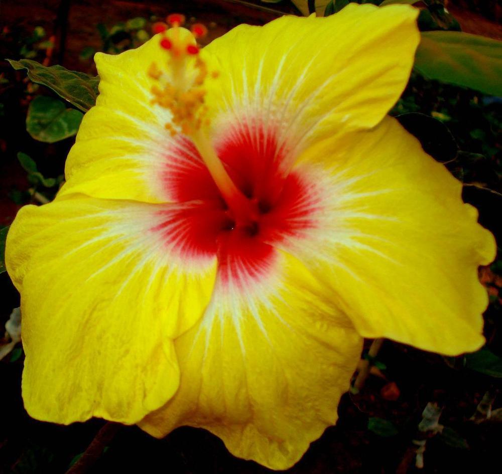 Photo of Tropical Hibiscus (Hibiscus rosa-sinensis 'Celtic Sun') uploaded by robertduval14