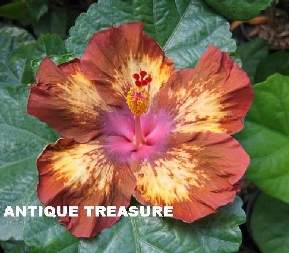 Photo of Tropical Hibiscus (Hibiscus rosa-sinensis 'Antique Treasure') uploaded by robertduval14