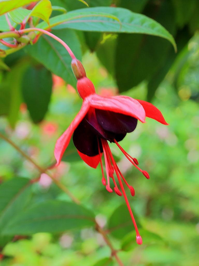 Photo of Fuchsia 'Lady Boothby' uploaded by robertduval14