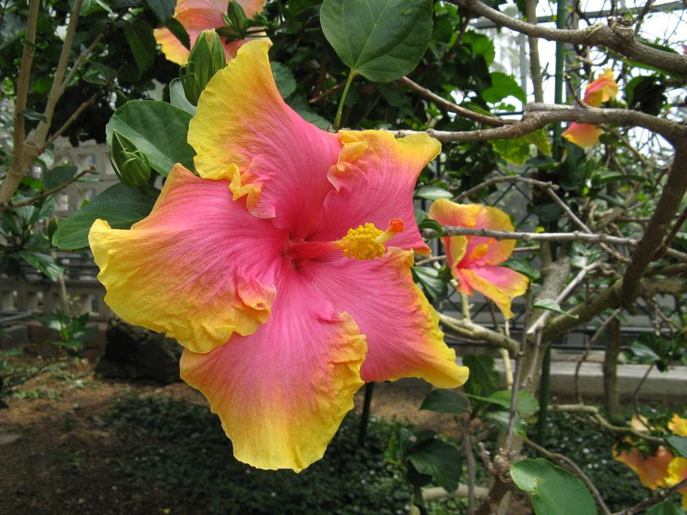 Photo of Tropical Hibiscus (Hibiscus rosa-sinensis 'Crinkle Rainbow') uploaded by robertduval14