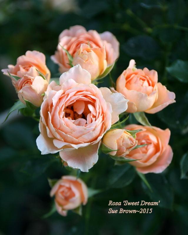 Photo of Rose (Rosa 'Sweet Dream') uploaded by Calif_Sue