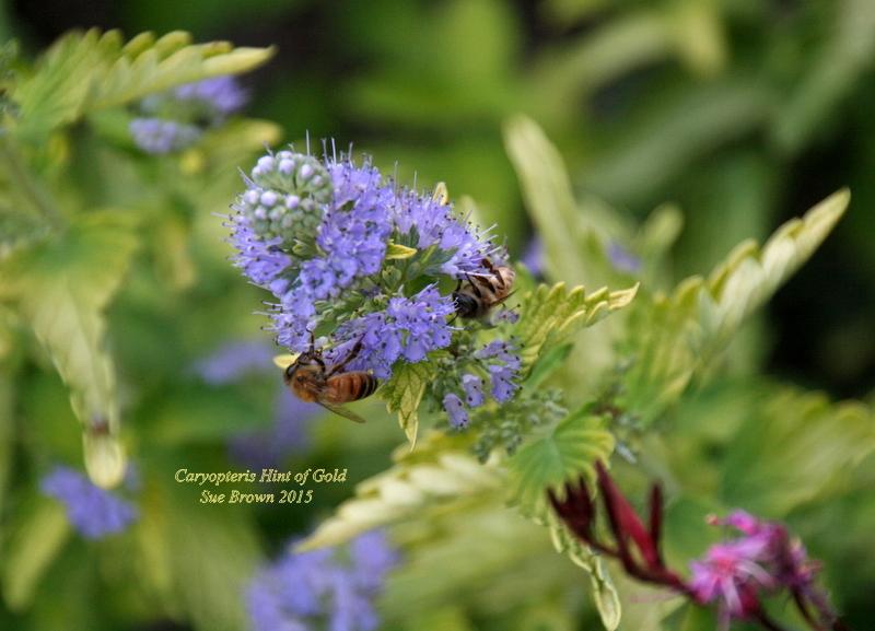 Photo of Bluebeard (Caryopteris x clandonensis Hint of Gold™) uploaded by Calif_Sue