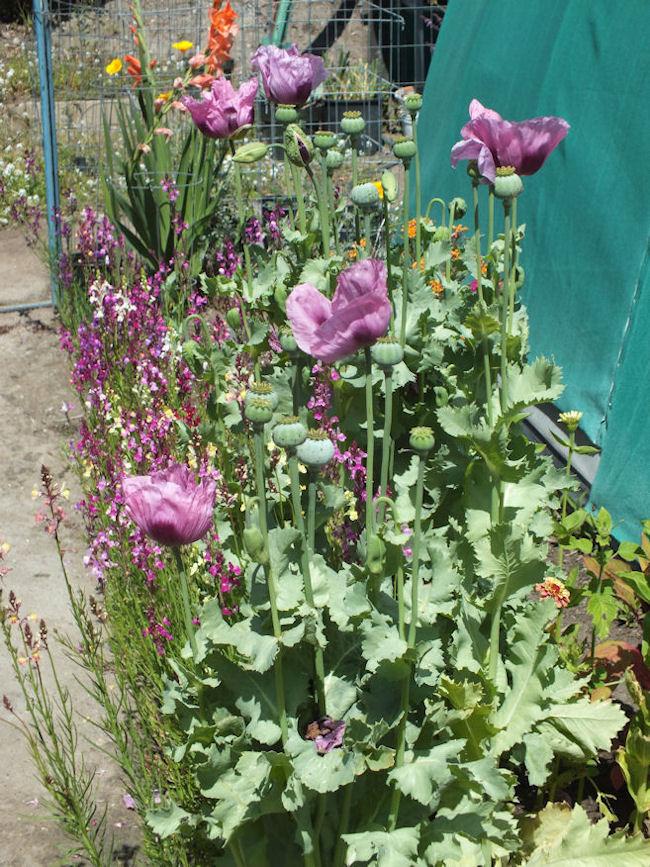 Photo of Opium Poppy (Papaver somniferum) uploaded by DomehomeDee