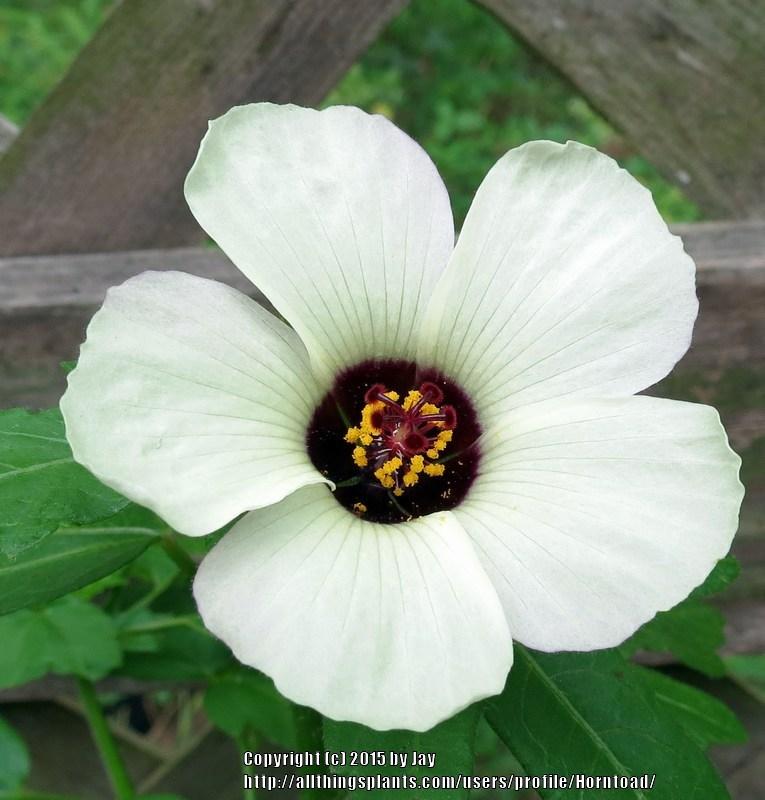 Photo of Flower of an Hour (Hibiscus trionum) uploaded by Horntoad