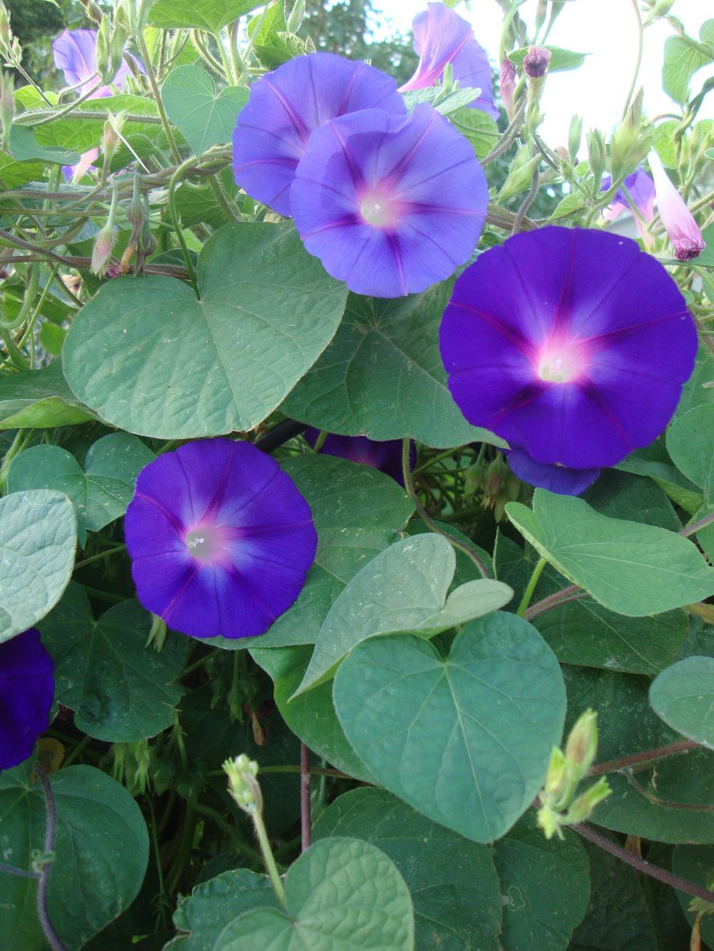 Photo of Morning Glories (Ipomoea) uploaded by Paul2032