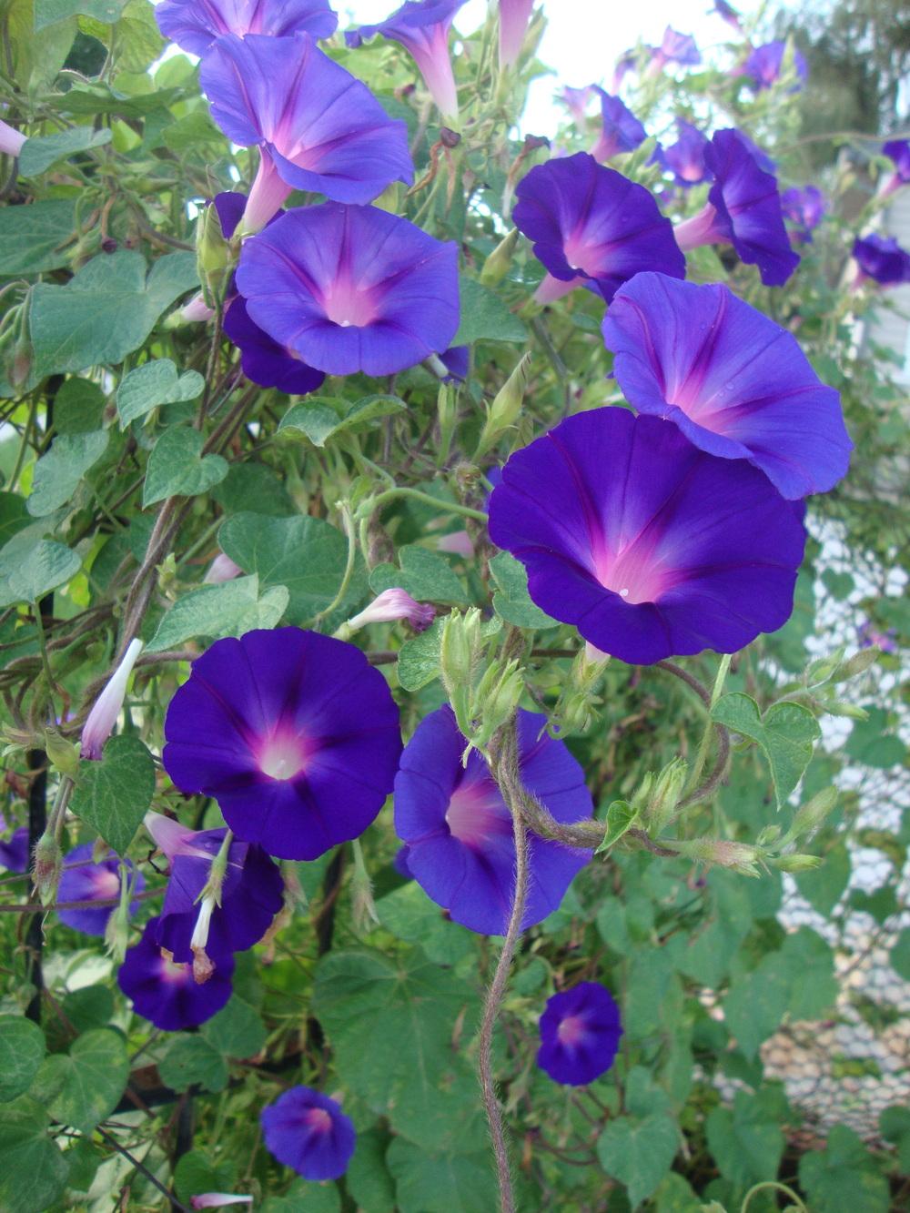 Photo of Morning Glories (Ipomoea) uploaded by Paul2032