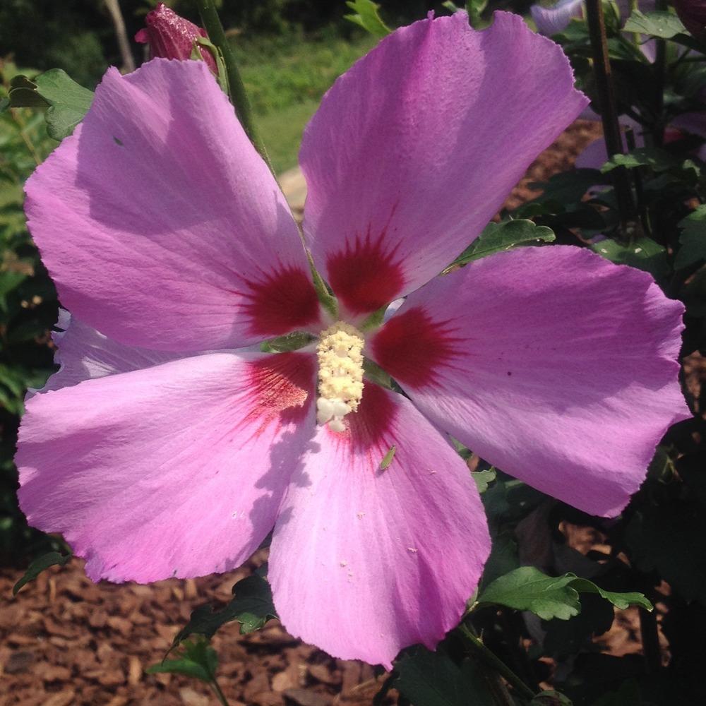 Photo of Roses of Sharon (Hibiscus syriacus) uploaded by csandt