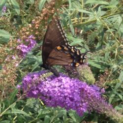 Location: My garden, Pequea, PA 17565
Date: August 30, 2015
Buddleja Buzz Sky Blue--a butterfly magnet