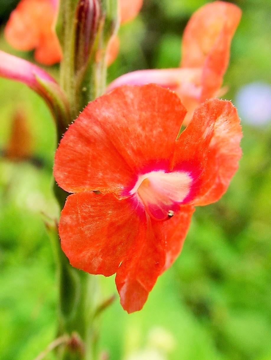 Photo of Red Porterweed (Stachytarpheta mutabilis) uploaded by poisondartfrog