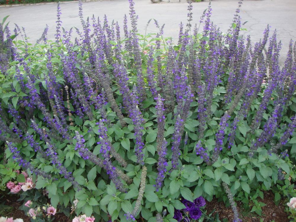 Photo of Mealycup Sage (Salvia farinacea 'Victoria Blue') uploaded by Paul2032