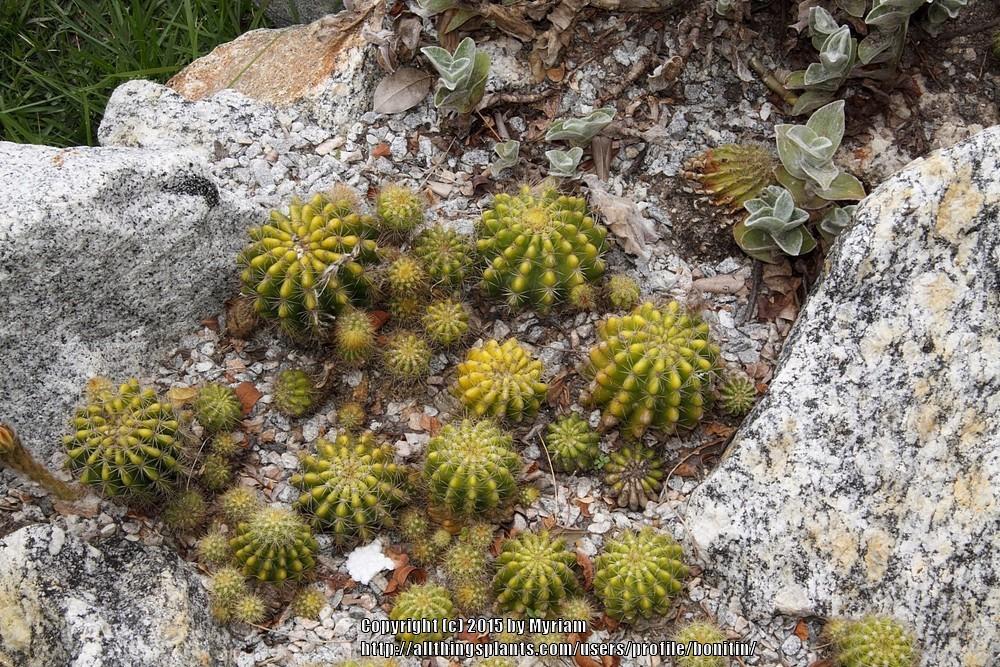 Photo of Shining Ball Cactus (Echinopsis calochlora) uploaded by bonitin