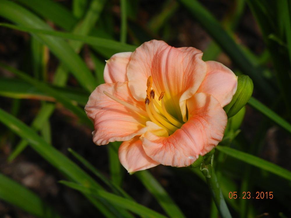Photo of Daylily (Hemerocallis 'Pink Puff') uploaded by jrbales