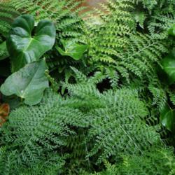 Location: Longwood gardens, PA
Date: 2015-08
conservatory - asplenium with anthuriums