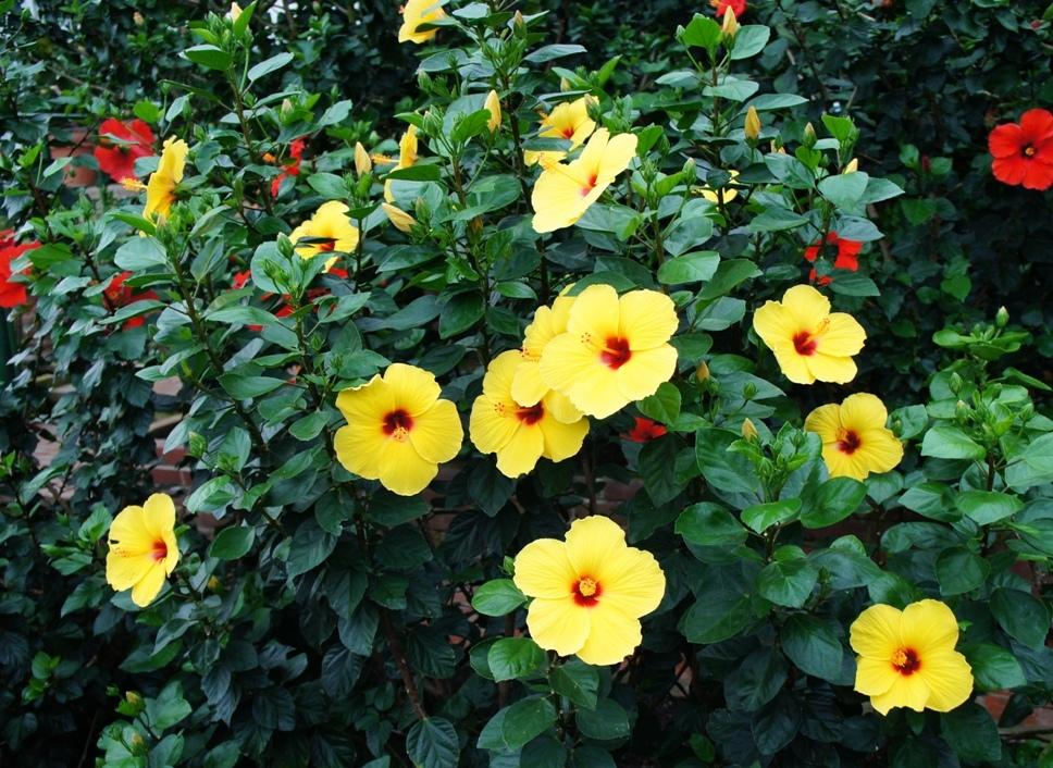 Photo of Tropical Hibiscus (Hibiscus rosa-sinensis 'Sunny Wind') uploaded by skylark