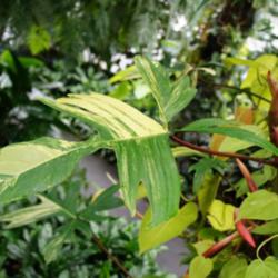 Location: Longwood gardens, PA
Date: 2015-08
conservatory - mature plant with inflorenscence
