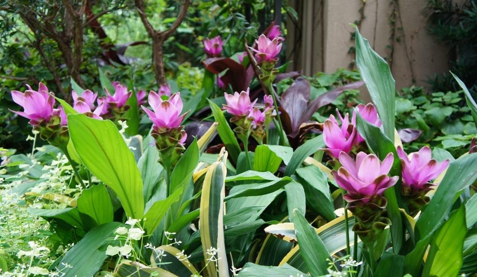 Photo of Siam Tulip (Curcuma alismatifolia Siam™ Shadow) uploaded by skylark