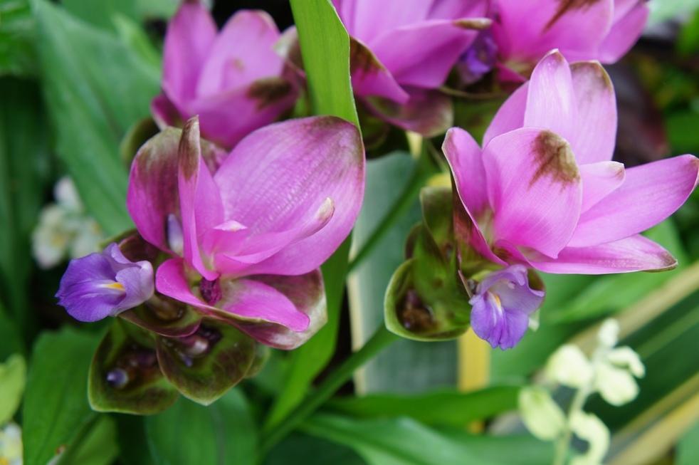 Photo of Siam Tulip (Curcuma alismatifolia Siam™ Shadow) uploaded by skylark