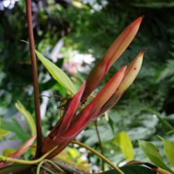 Location: Longwood gardens, PA
Date: 2015-08
conservatory - inflorescence