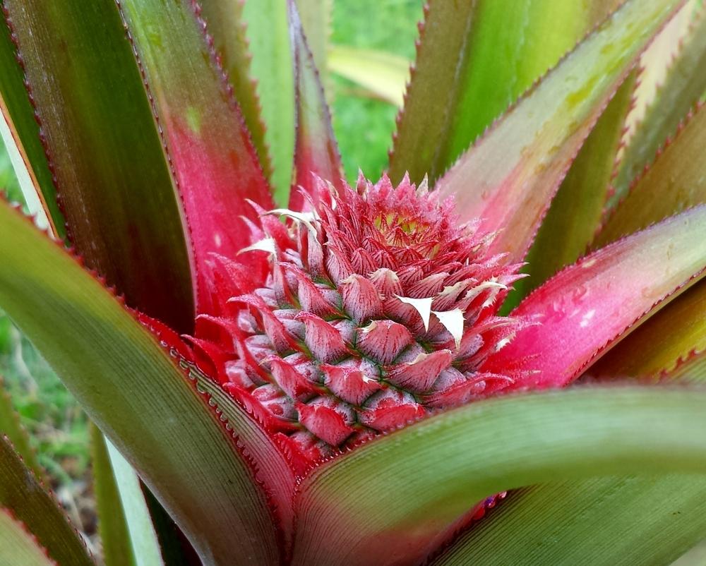 Photo of Pineapple (Ananas comosus) uploaded by BabyK