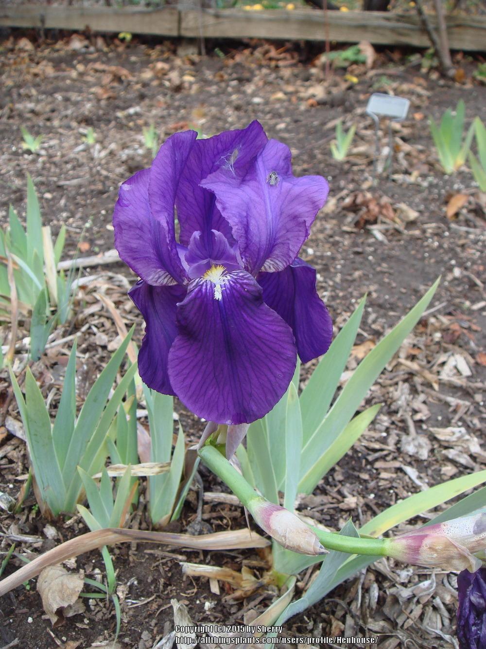 Photo of Intermediate Bearded Iris (Iris 'Crimson King') uploaded by Henhouse