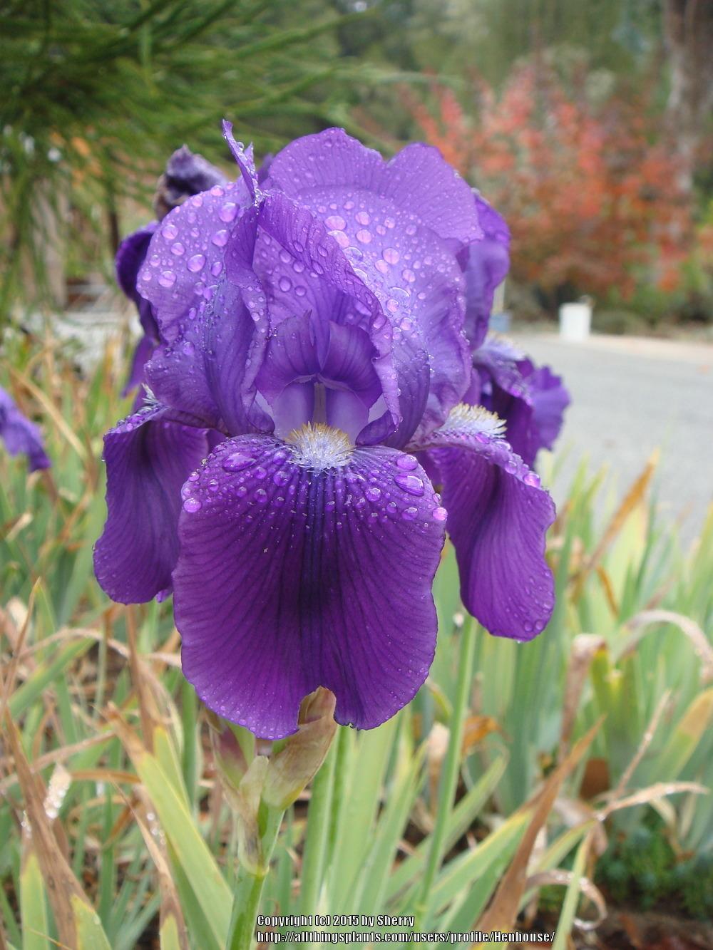 Photo of Intermediate Bearded Iris (Iris 'Eleanor Roosevelt') uploaded by Henhouse