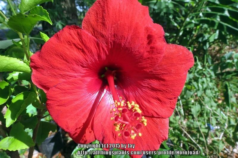 Photo of Tropical Hibiscus (Hibiscus rosa-sinensis 'Tortuga Wind') uploaded by Horntoad