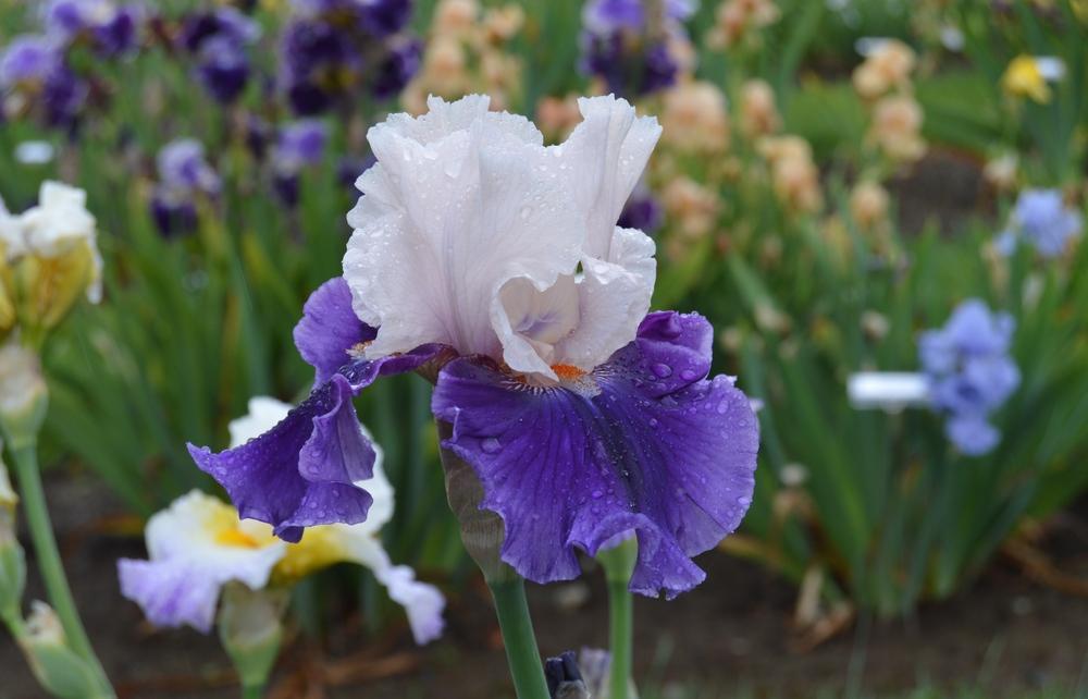 Photo of Tall Bearded Iris (Iris 'Aello') uploaded by KentPfeiffer