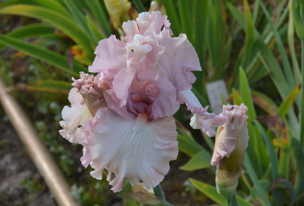 Photo of Tall Bearded Iris (Iris 'What a Beauty') uploaded by KentPfeiffer