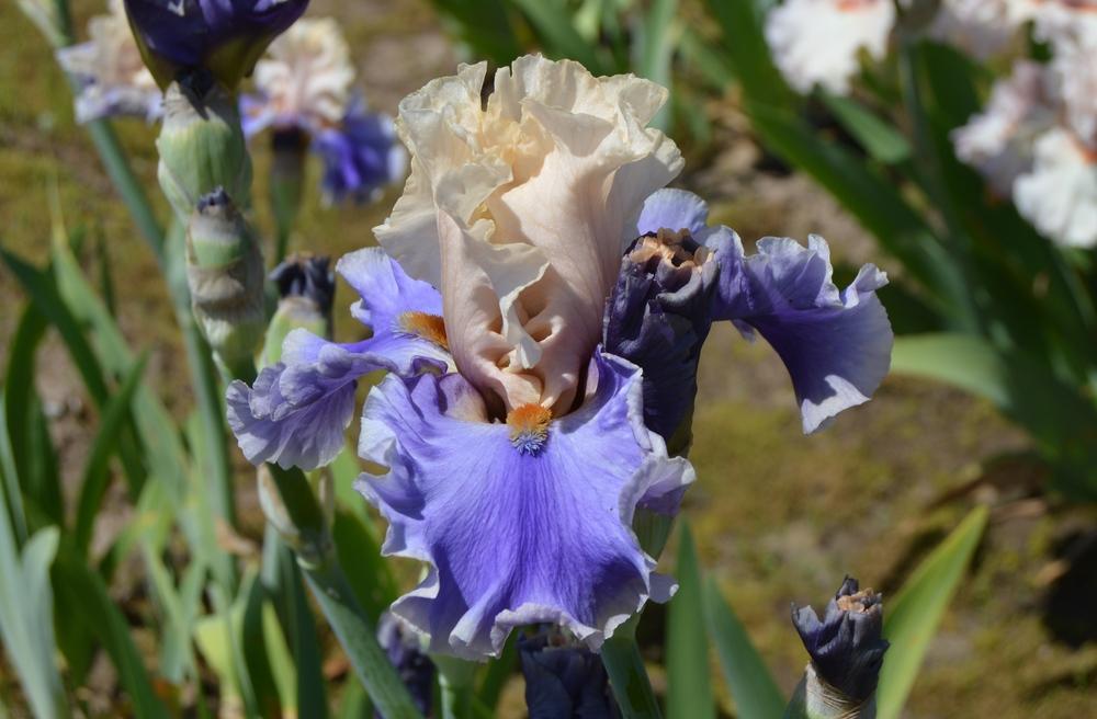 Photo of Tall Bearded Iris (Iris 'Wishes Granted') uploaded by KentPfeiffer