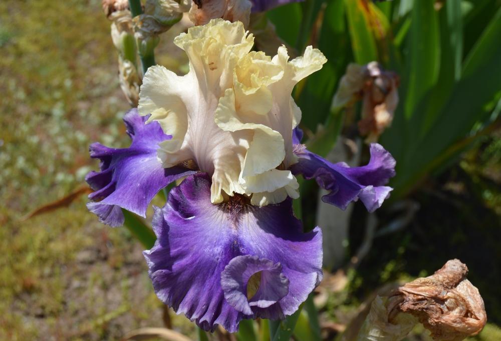Photo of Tall Bearded Iris (Iris 'Wicked Romeo') uploaded by KentPfeiffer