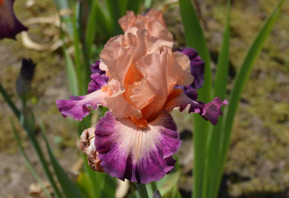 Photo of Border Bearded Iris (Iris 'Wisecrack') uploaded by KentPfeiffer