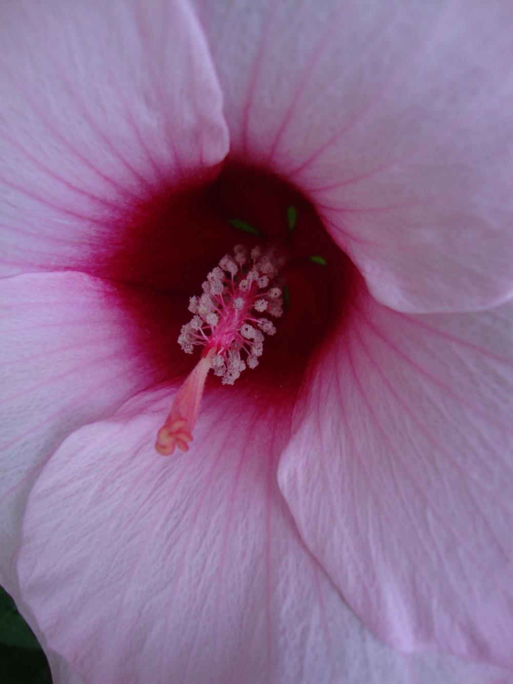 Photo of Hardy Hibiscus (Hibiscus moscheutos) uploaded by Paul2032
