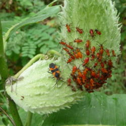 Location:  Indiana  zone 5
Date: 2015-08-29
pod covered with milkweed bug (oncopeltus fasciatus)