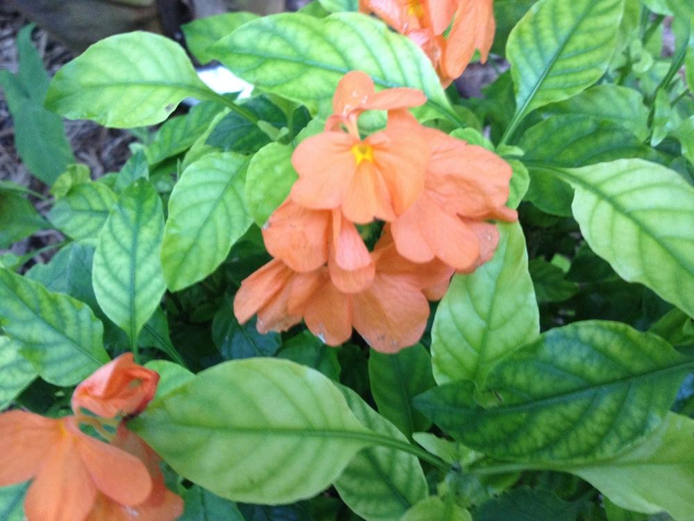 Photo of Crossandra 'Apricot Sun' uploaded by toy747
