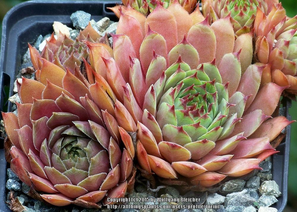 Photo of Hen and Chicks (Sempervivum 'Choctaw') uploaded by turini