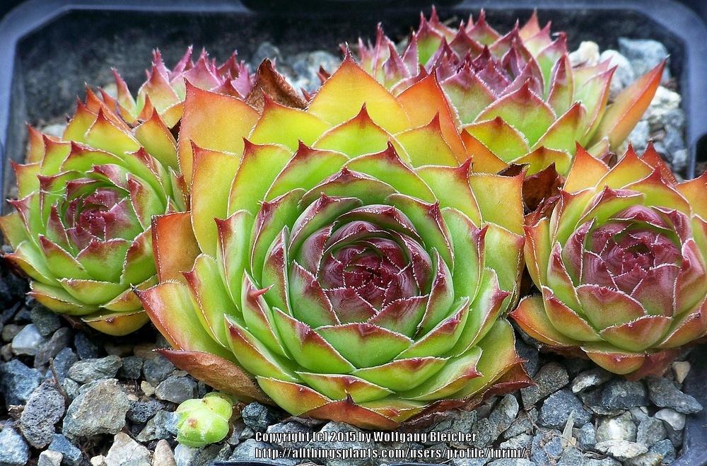 Photo of Hen and Chicks (Sempervivum 'Darline') uploaded by turini