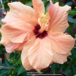 Location: My Garden- Vermont
Date: 2015-09-02
Lost Tag - Double peachy bloom with a bright scarlet eye