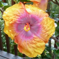 Location: My Garden- Vermont
Date: 2015-09-03
7" peachy/orange bloom with a spectacular multicolored-eyezone.
