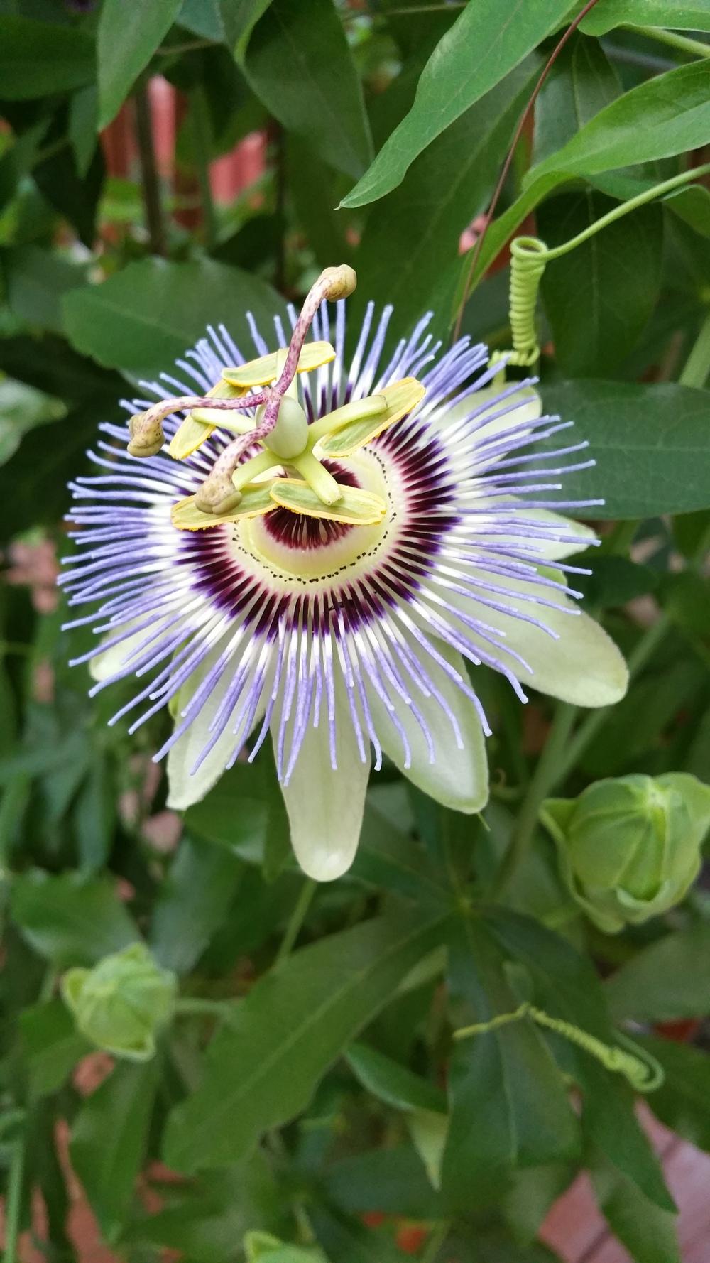 Photo of Blue Passion Flower (Passiflora caerulea) uploaded by Gerris2