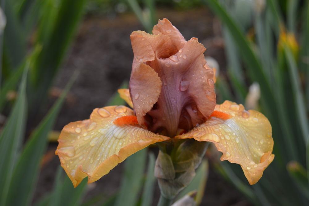 Photo of Border Bearded Iris (Iris 'Art Festival') uploaded by KentPfeiffer