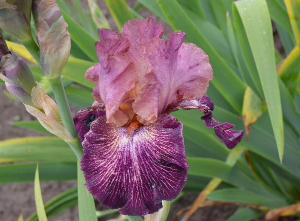 Photo of Tall Bearded Iris (Iris 'Artistic Web') uploaded by KentPfeiffer