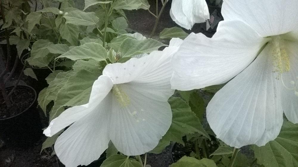 Photo of Hybrid Hardy Hibiscus (Hibiscus 'Blue River II') uploaded by obliqua