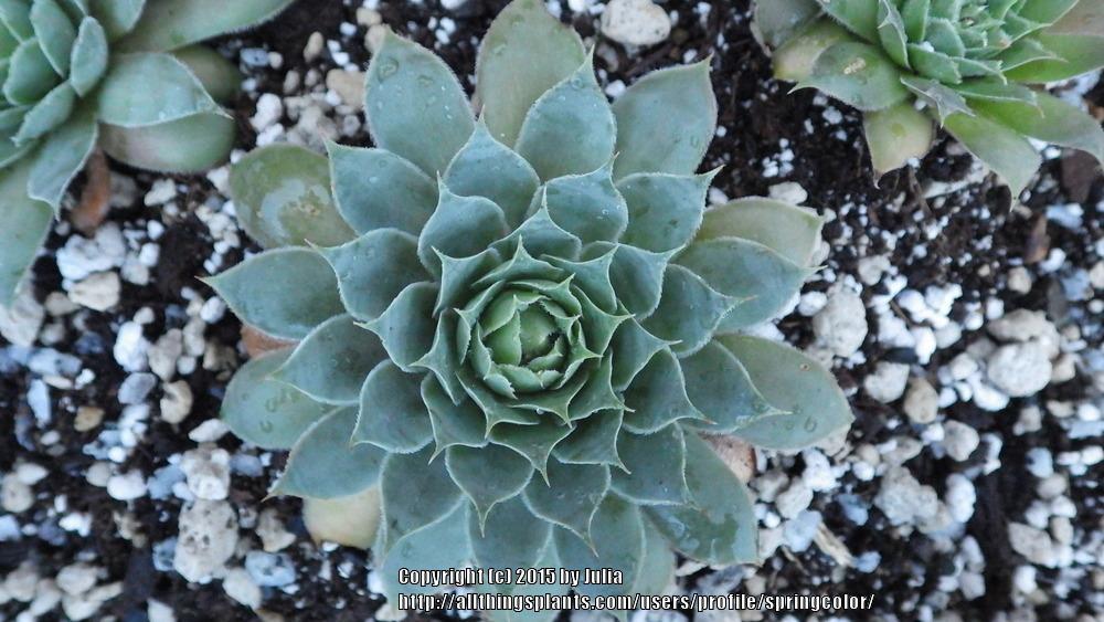 Photo of Hen and Chicks (Sempervivum 'Peterson's Ornatum') uploaded by springcolor