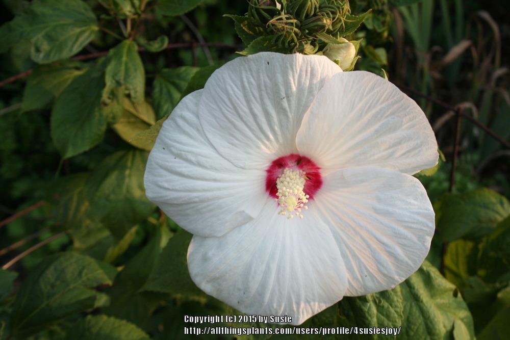 Photo of Woolly Rose-Mallow (Hibiscus moscheutos subsp. lasiocarpos) uploaded by 4susiesjoy