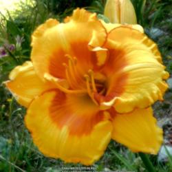 Location: My Garden- Vermont
Date: 2015-09-04
ffoe - Big, Bold, Beautiful, Tall and Orange