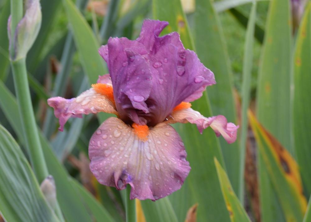 Photo of Border Bearded Iris (Iris 'Banded Rose') uploaded by KentPfeiffer