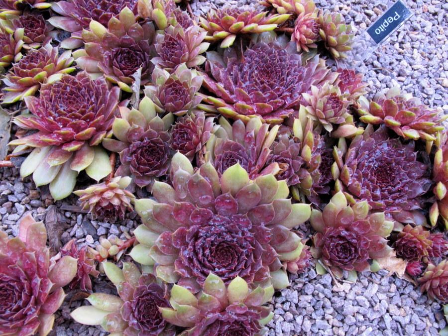 Photo of Hen and Chicks (Sempervivum 'Pepito') uploaded by goldfinch4