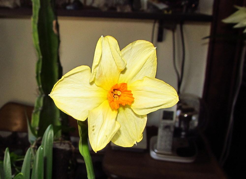 Photo of Small Cupped Daffodil (Narcissus 'Altruist') uploaded by jmorth