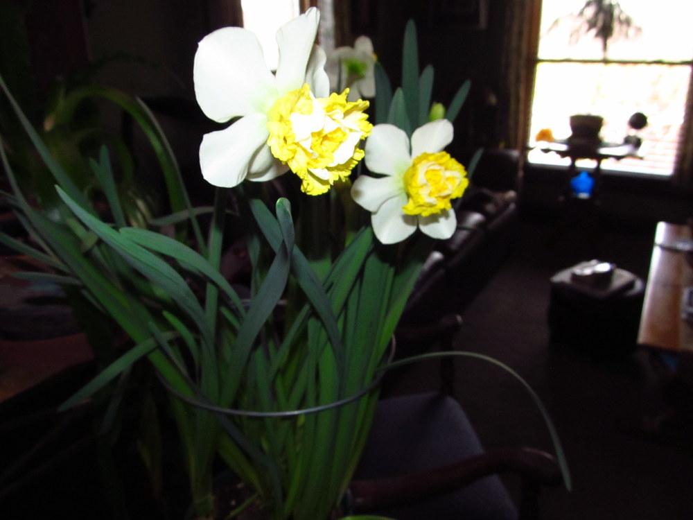 Photo of Double Daffodil (Narcissus 'Wave') uploaded by jmorth