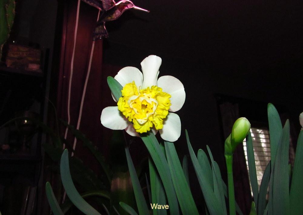 Photo of Double Daffodil (Narcissus 'Wave') uploaded by jmorth